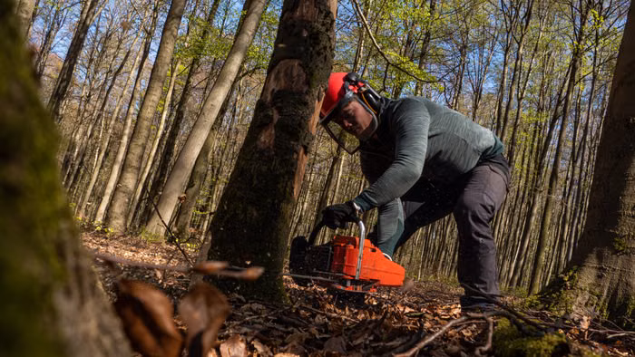 Chainsaw operator safely cutting through a tree in a forested area