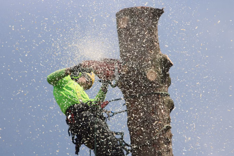 Arborist safely cutting down a tree trunk with a chainsaw while wearing full safety gear